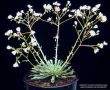 Lewisia columbiana v. columbiana